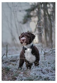 Lampka LED na obrożę White – Orbiloc