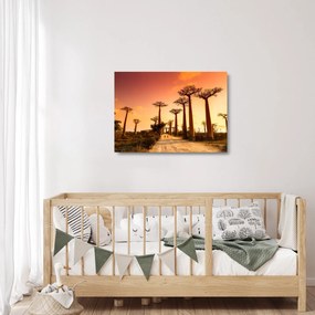 Obraz na szkle - Zachód słońca w Baobab Alley (70x50 cm)
