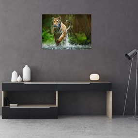Obraz na szkle - biegnący tygrys (70x50 cm)