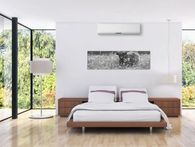 Obraz - Szkocka krowa 5, czarno - biały (170x50 cm)