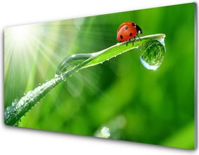 Panel Szklany do Kuchni Mała Biedronka Na Źdźble