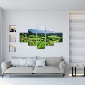 Obraz pól ryżowych (125x70 cm)