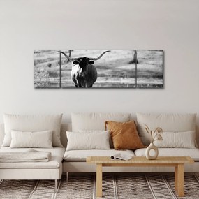 Obraz - Krowa, czarno - biała (170x50 cm)
