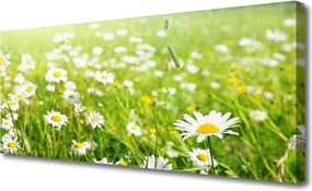 Duży obraz na płótnie Polana Białych Stokrotek