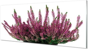 Szkło do Kuchni na Ścianę Kwiaty Wrzosu