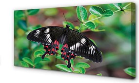 Obraz canvas na ścianę Liście i Kolorowy Motyl
