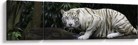 Obraz - Tygrys albinos (170x50 cm)