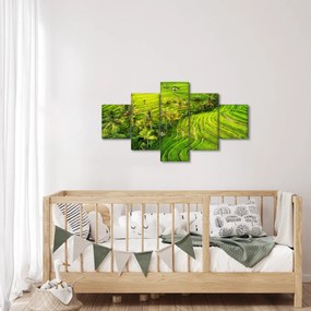 Obraz - Pola ryżowe (125x70 cm)