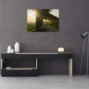 Obraz na szkle - aleja (70x50 cm)