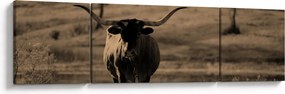 Obraz - Krowa z Teksasu (170x50 cm)