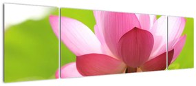 Obraz kwiatu lotosu (170x50 cm)