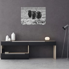 Obraz na szkle - Szkockie krowy (70x50 cm)