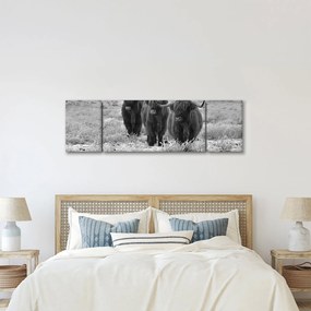 Obraz - Szkockie krowy (170x50 cm)