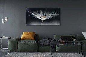 Obraz drukowany na płótnie Kryształowy Dmuchawiec w Makro