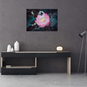 Obraz na szkle - różowy kwiat (70x50 cm)