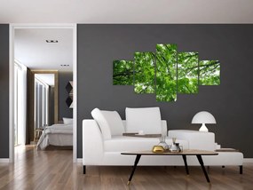Obraz - Widok do korony drzewa (125x70 cm)
