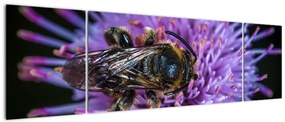 Obraz pszczoły na kwiatku (170x50 cm)