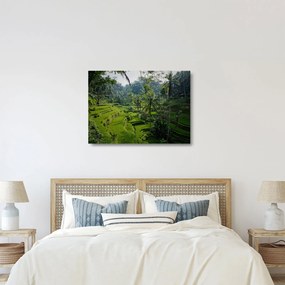 Obraz na szkle tarasów ryżowych Tegalalang, Bali (70x50 cm)