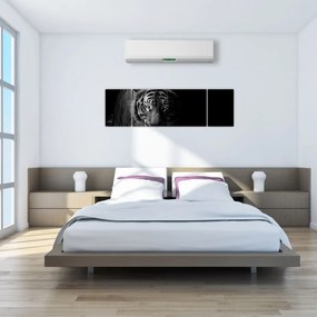 Obraz dzikiego tygrysa (170x50 cm)