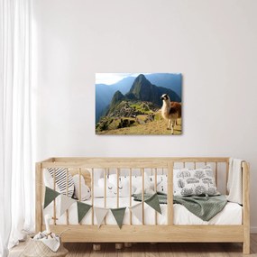 Obraz - Lama i Machu Picchu (70x50 cm)