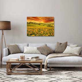 Obraz na szkle - Pole słoneczników (70x50 cm)