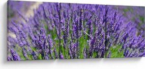Obraz - lawenda (z zegarem) (90x30 cm)