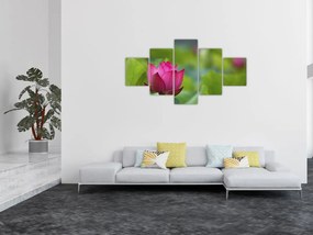 Obraz - roślina wodna (125x70 cm)