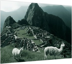 Obraz - Lamy w Machu Picchu w Peru (70x50 cm)
