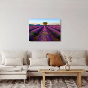 Obraz na szkle - Pole lawendy (70x50 cm)