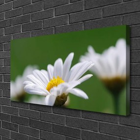 Obraz drukowany na płótnie Delikatna Stokrotka Polna