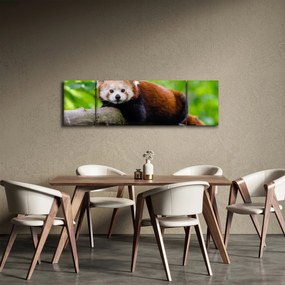 Obraz pandy czerwonej (170x50 cm)