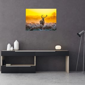 Obraz na szkle - Jeleń o wschodzie słońca (70x50 cm)