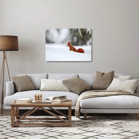 Obraz na szkle wiewiórki (70x50 cm)