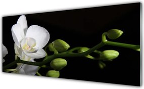 Panel Szklany Botaniczna Elegancja Kwiatów