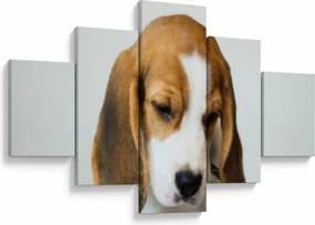 Obraz Beagle (125x70 cm)