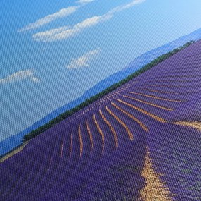 Obraz - Pole lawendy (125x70 cm)