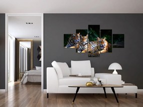 Obraz - Tygrysi Bracia (125x70 cm)