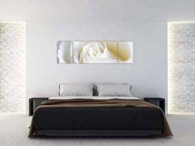 Obraz białej róży (170x50 cm)