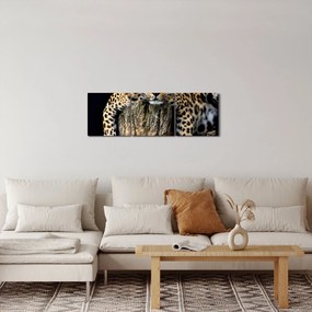Obraz - Gepard (z zegarem) (90x30 cm)