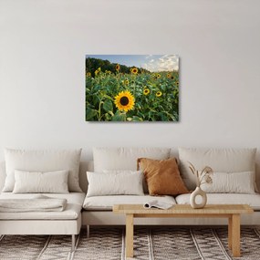 Obraz na szkle - Sunflower Field II. (70x50 cm)
