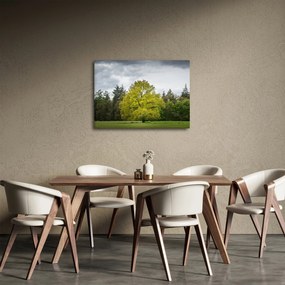 Obraz zielonego drzewa na środku pola (70x50 cm)