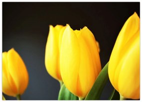 Obraz na szkle - tulipany (70x50 cm)