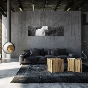 Obraz białego konia na łące, czarno - biały (170x50 cm)