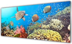 Panel Kuchenny Kolorowe Życie Rafy Koralowej