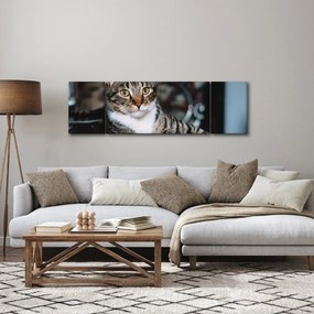 Obraz kota (170x50 cm)