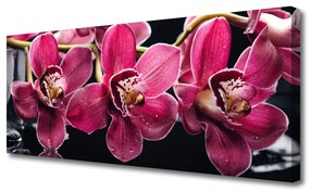 Obraz Canvas Kwiaty Orchidea Pędy Natura