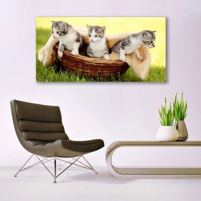 Obraz canvas Urokliwe Koty w Obiektywie