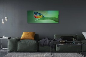 Duży obraz na płótnie Kolorowy Motyl na Liściu