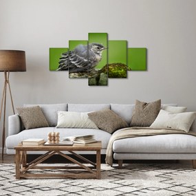 Obraz - Muchołówka (125x70 cm)