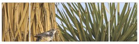 Obraz - Strzyżyk (170x50 cm)